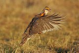 Greater Prairie-Chicken